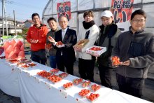 早春の味出来栄え披露　旬迎えた「船橋のイチゴ」　若手生産者、栽培に挑戦