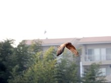 鳥獣保護区悠々舞う　希少チュウヒ　越冬で飛来　市川