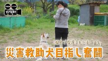 東日本大震災、被災地福島で保護され千葉にやってきた大型犬「アキ」　災害救助犬の訓練を受け…それから　気になるあの記事を「ツイセキ！！」 　千葉日報×Ｊ：ＣＯＭコラボ第１７弾