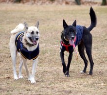 元野犬はオスワリが苦手？　心開かせた強い愛情　堀田素愛　【わんこのわ】（５０）
