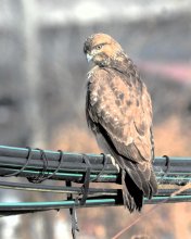 ノスリ　冬の空に雄々しく舞う　成田篤彦　【房総の草木虫魚】（４３９）