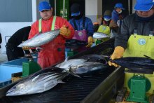 初ガツオ、港町に活気　千葉・勝浦　中型サイズ中心に１３トン　一番船は三重県の漁船