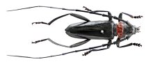 クビアカツヤカミキリ　柏で千葉県内初確認　倒木などの恐れ「すぐ駆除を」　特定外来生物