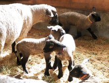赤ちゃんヒツジ次々と　マザー牧場で出産シーズン　富津
