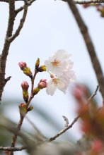 【速報】春本番、銚子でソメイヨシノ「開花」