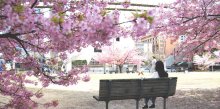 千葉県内春の陽気　４月並み、鴨川や市原で２０度超え