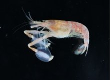 丸いうちわのような「手」　新種のエビ　福井・若狭湾で発見　千葉県立中央博、駒井さんら
