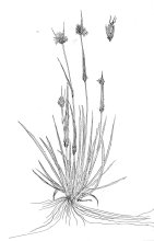 スズメノヤリとスズメノテッポウ　草笛など草遊びに利用　川名興　【房総の草木虫魚】（４４２）