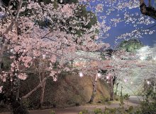 【動画あり】春の美、闇に浮かぶ　北総随一の桜名所が見頃　香取・小見川城山公園