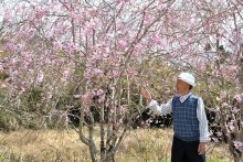 癒やし春らんまん　斎藤さんお庭公開　シダレザクラ間もなく見頃　大多喜、今月末まで