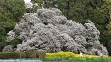 樹齢４００年、染まる巨木　印西、「吉高の大桜」見頃　枝打ちで樹形変化も花盛り