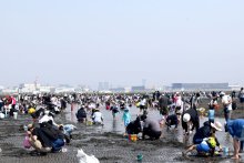 お目当てゲット「アサリ採れたよ！」　船橋・三番瀬　潮干狩り客でにぎわう
