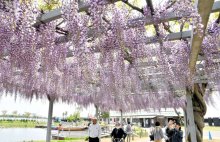 藤の花、昼夜彩る　甘い香りに包まれ散策　香取・あやめパーク