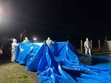 旭の豚熱、全５５３７頭の殺処分完了　千葉県内初確認　熊谷知事、農家の経済支援に言及
