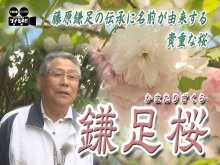 鎌足桜１２年の歩み　地域に根ざす花と人の物語　気になるあの記事を「ツイセキ！！」　千葉日報×Ｊ：ＣＯＭコラボ第２０弾
