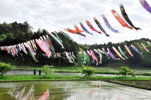 こいのぼり１００匹悠々と　香取・橘ふれあい公園　３日にイベントも
