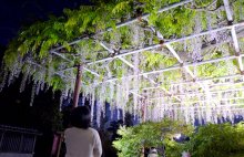 樹齢１００年超光の演出　幻想フジ優美な紫　市原・大宮神社