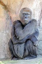 ニシゴリラの「ローラ」死ぬ　４７歳、１６日から献花台　千葉市動物公園