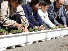長嶋さんの思い咲いた　全国の学校に花届ける活動　芝山の財団で初代理事長