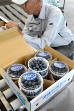 濃青で大粒　品質良好　いすみで、ブルーベリー出荷査定会