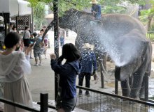 豪快なスプラッシュに歓声　市原ぞうの国、水浴びイベント　酷暑で前倒しスタート