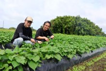 農業生かし地域盛り上げ　サツマイモで特産品づくり　昆陽ファーム（大網白里市）　【ちばの元気企業】