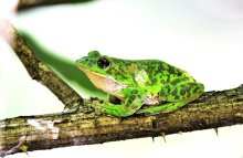 モリアオガエル　本県では分布拡大中　成田篤彦　【房総の草木虫魚】（４４９）