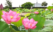水郷の夏あでやかに　あやめパーク「観蓮会」ハス３００種お出迎え　小舟乗り間近で観賞も　香取