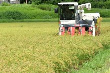 本州一早い稲刈り　わせ品種「五百川」黄金色　いすみ