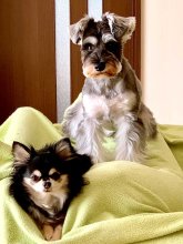 トレーニングの第一歩　犬の視点に立って　堀田素愛　【わんこのわ】（５１）