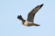 ハヤブサ　唯一無二の狩人　成田篤彦　【房総の草木虫魚】（４５３）