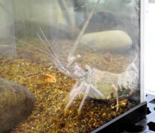 いすみで白い伊勢エビ水揚げ　アルビノではなく、研究員「ここまで白いのは見たことない」　勝浦「海の博物館」で飼育展示