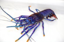 【動画あり】”白”に続き、今度は青い伊勢エビ　餌影響？研究員も驚き　いすみ大原漁港で水揚げ