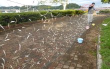 高滝湖のワカサギ　豊漁へ期待大　１１日の解禁前に調査　猛暑心配も昨年比１０倍　市原
