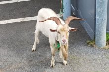 拾得物は「迷いヤギ」　大多喜町内で保護　心当たりある人の連絡求める