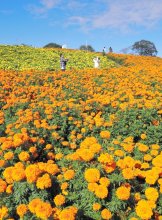丘いっぱいマリーゴールド　東京ドイツ村　黄色とオレンジ鮮やか