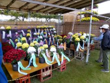 千葉県菊花大会、鮮やか大輪８０点　市原の相川さん農水大臣賞