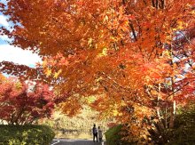 のどかな里山、紅葉華やかに　富津「もみじロード」　２３、２４、２９、３０日「山中もみじまつり」