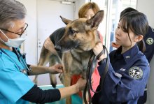 麻薬探知犬の健康チェック　ベテラン獣医見極め　成田