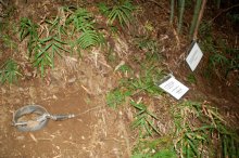 【独自】危険な違法わな、市原の山林に複数　標識なく重大事故の危険　挟まれたハンターも【動画あり】
