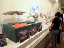 鳥テーマに剥製や写真　１４日まで　袖ケ浦市郷土博で企画展