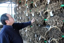 品種開発携わる唯一の専門施設　遺伝資源保存、技術改良も　県落花生研究室　【落花生今昔物語　千葉で芽吹き１５０年】