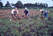 大正期から生産量拡大　戦中、栽培制限も復活　八街一大産地に　【落花生今昔物語　千葉で芽吹き１５０年】