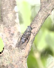 ニホンマムシ　良好な自然環境の指標種　成田篤彦　【房総の草木虫魚】（４６０）