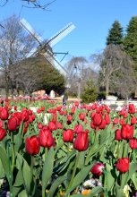 冬咲きチューリップ、色とりどり４万株　ふなばしアンデルセン公園