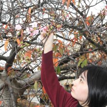 頼朝桜が開花　満開スイセンと「競演」　鋸南　佐久間ダム、五分咲きも