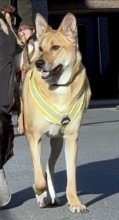 人間の受け止め方　犬の体格ひとつで変化　堀田素愛　【わんこのわ】（５４）