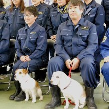 民間警察犬に初の小型犬　千葉県警５２匹任命、ビーグルも