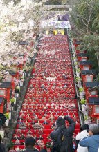 【写真多数あり】かつうらビッグひな祭り開幕　石段飾り、華やかに　市内各所に２万５０００体、来場者魅了
