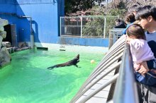 ばいばいチャイム　千葉市動物公園のアシカ　鴨川シーワールドへ転園